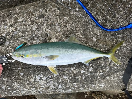 ハマチの釣果