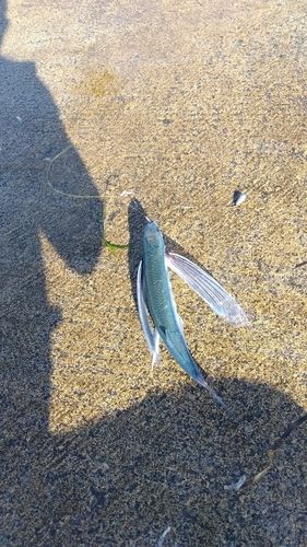 トビウオの釣果