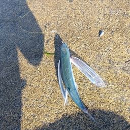 トビウオ