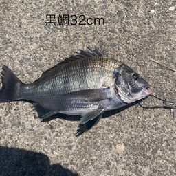 クロダイ