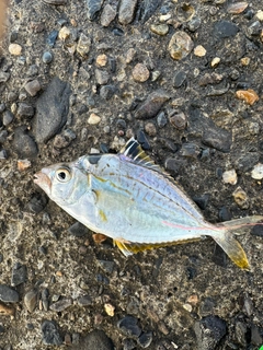 ヒイラギの釣果
