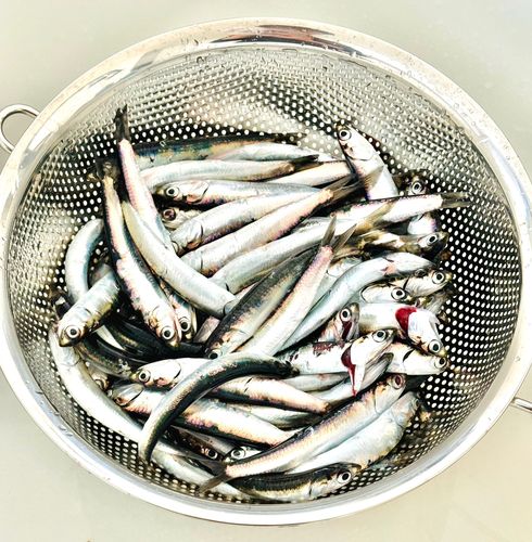 カタクチイワシの釣果