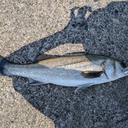 セイゴ（マルスズキ）