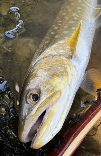 アメマスの釣果
