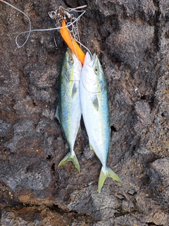 イナダの釣果