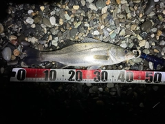 フッコ（ヒラスズキ）の釣果