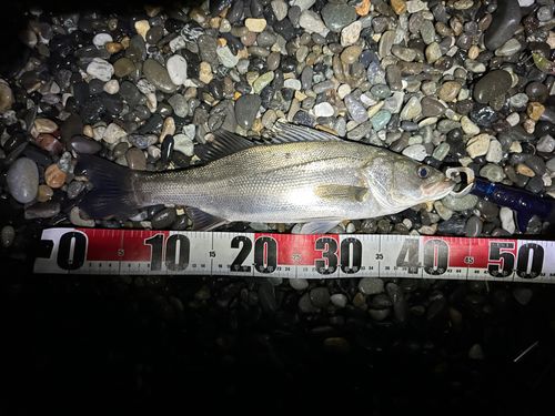 フッコ（ヒラスズキ）の釣果