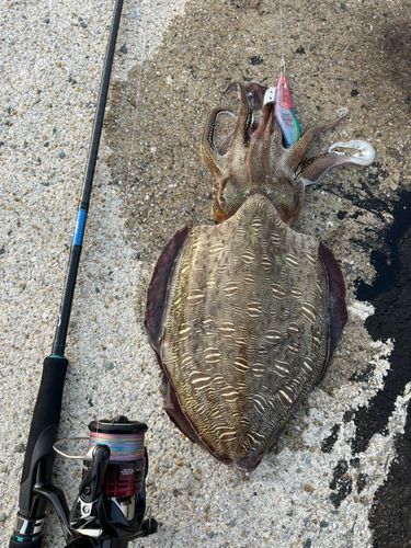 モンゴウイカの釣果