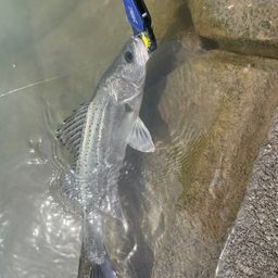 セイゴ（マルスズキ）