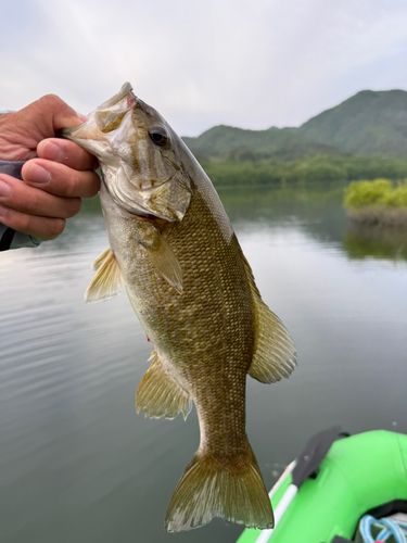 スモールマウスバスの釣果