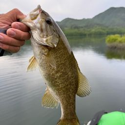 スモールマウスバス