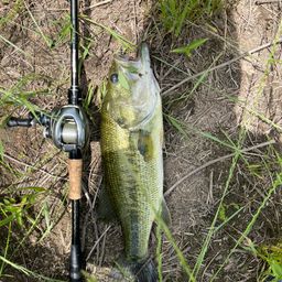 ラージマウスバス