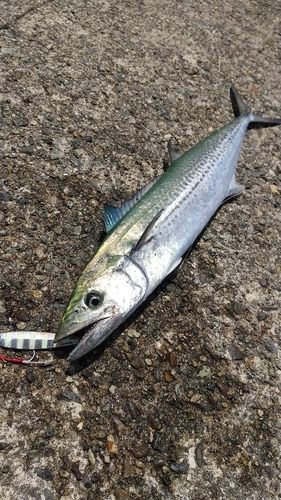 サゴシの釣果