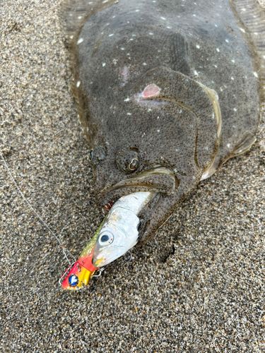ヒラメの釣果