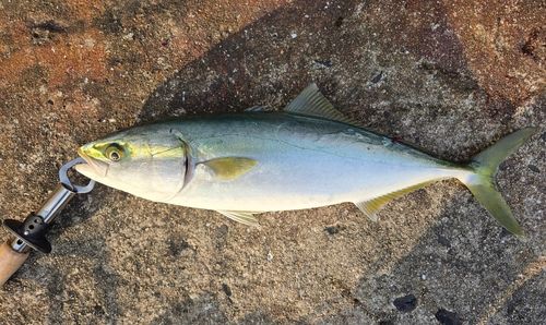 ヤズの釣果