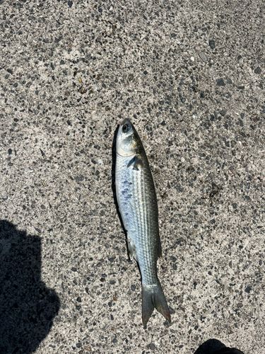 ボラの釣果