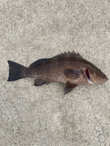 オオモンハタの釣果