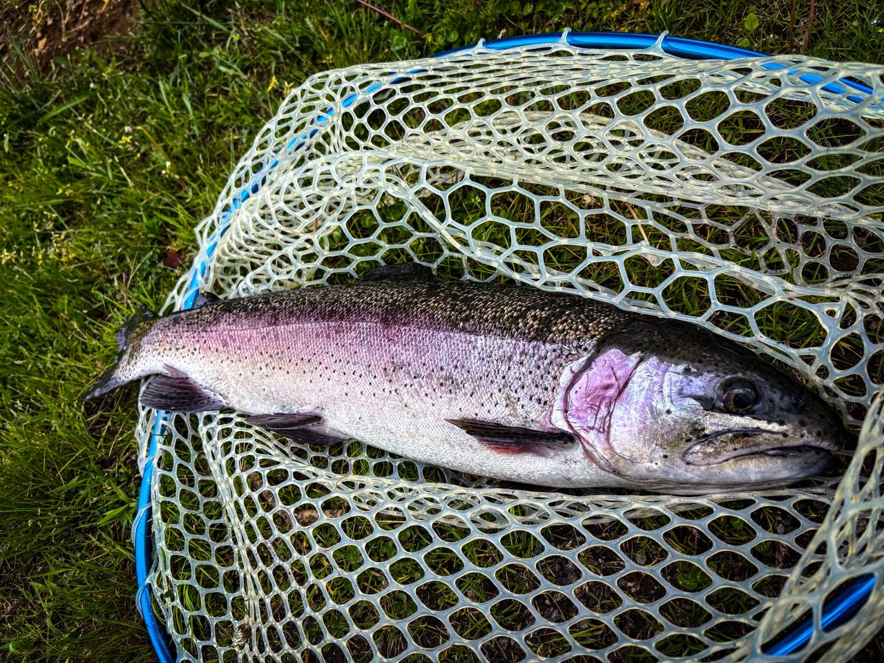 レインボートラウト