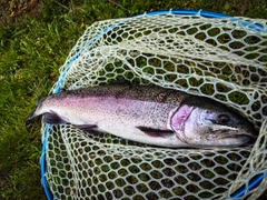 レインボートラウトの釣果