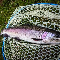 レインボートラウト