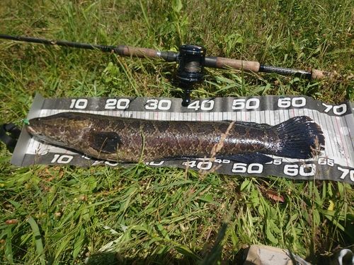 ライギョの釣果