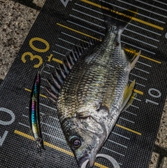 キビレの釣果