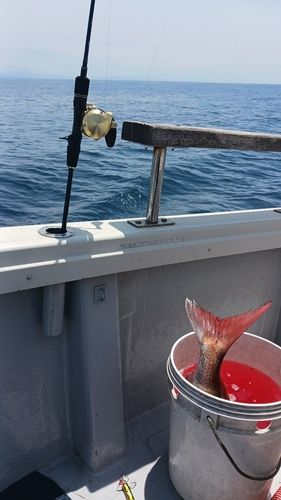 タイの釣果