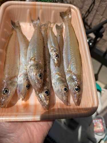 シロギスの釣果