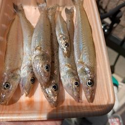 シロギス