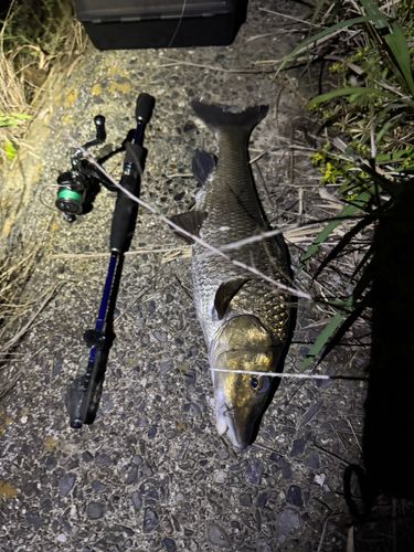 ニゴイの釣果