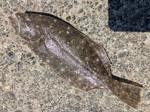 ヒラメの釣果