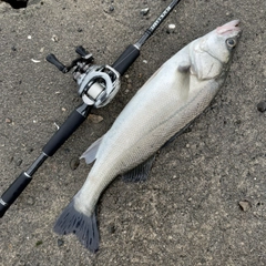 セイゴ（マルスズキ）の釣果