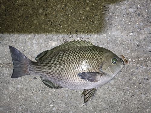 メジナの釣果