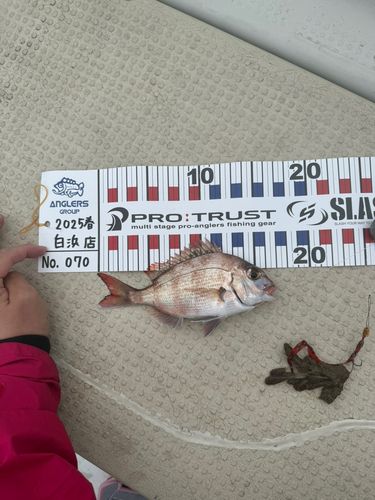 タイの釣果