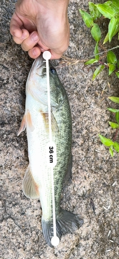 ブラックバスの釣果