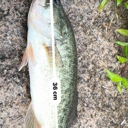 ブラックバス