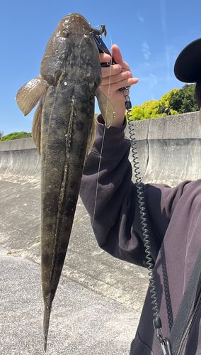 マゴチの釣果