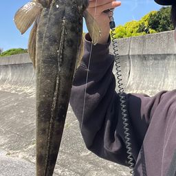 マゴチ