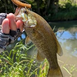 スモールマウスバス