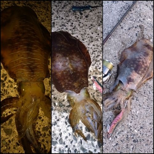 アオリイカの釣果