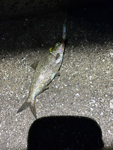 コノシロの釣果