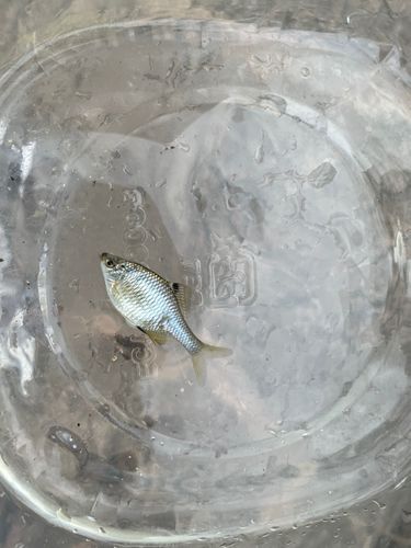 タイリクバラタナゴの釣果