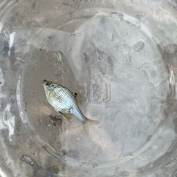 タイリクバラタナゴ