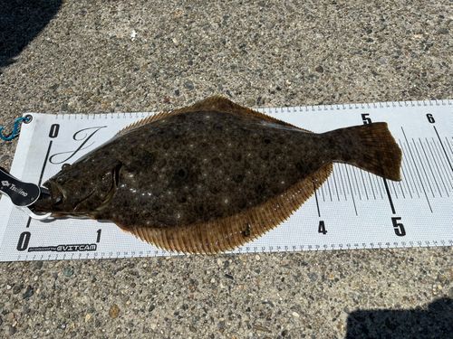 ヒラメの釣果