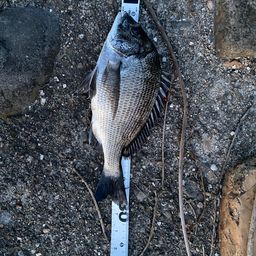 クロダイ