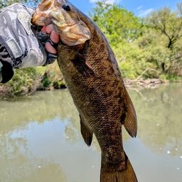 スモールマウスバス