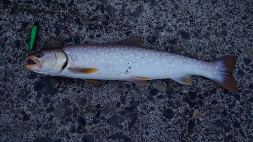 アメマスの釣果
