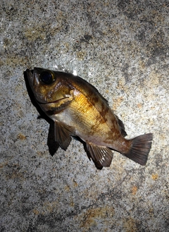 シロメバルの釣果