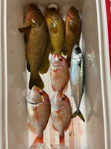 キジハタの釣果