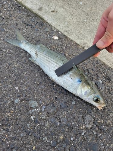 ボラの釣果